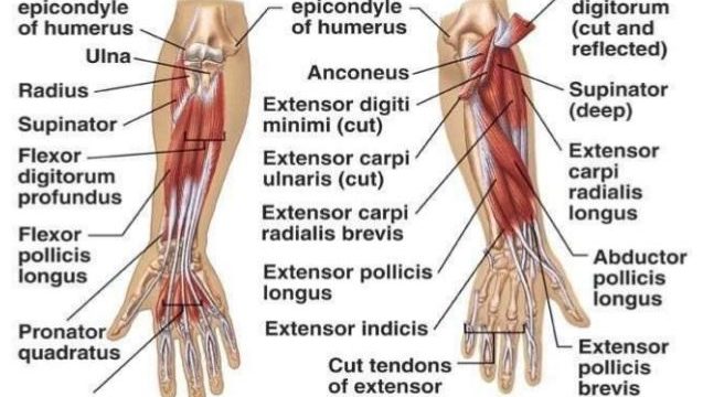 Piano Movements: Forearm movement